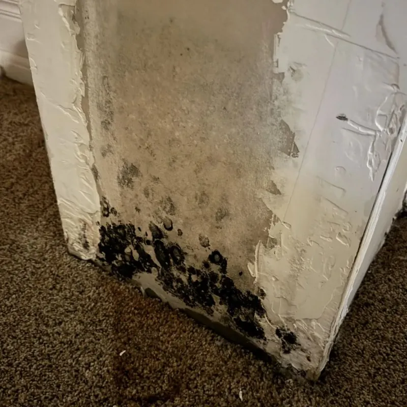Professional Mold Removal in Miller County, AR
